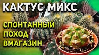 Кактусы Микс. Спонтанный поход в магазин. Гимнокалициум Дамси.