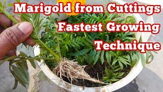 Marigold from Cuttings Fastest Growing Technique in 7 days only/Marigolds Grow Easily from Cuttings