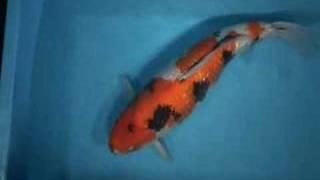 Tategoi-koi koi stock 200061