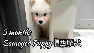 3 months Samoyed Puppy║西摩犬三個月成長日記