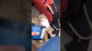 Funny cat and dogs  episode 529 #funnyanimals #cat #dog #animals #shorts