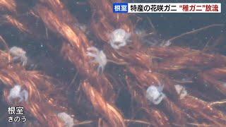 “大きくなれよ”北海道東部の特産、花咲ガニの「稚ガニ」の放流始まる　過去最多83万匹　根室市