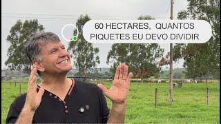 60 HECTARES: QUANTOS PIQUETES EU DEVO DIVIDIR E QUANTOS ANIMAIS POSSO COLOCAR?