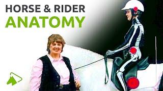 Horse and Rider Anatomy in Motion | How to be more balanced | wehorse