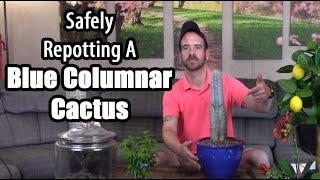 Safely Repotting A Blue Columnar Cactus