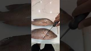 How to Filet a Fish {Mangrove Snapper} #howto #filet #fish #shorts