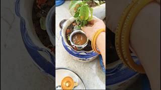 Tips to keep Tulsi green and full #tulasiplant #viralshort #amazingfacts #shorts 