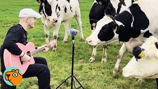 Man Sings To Cows And Horses To Make Them Feel Better | Cuddle Buddies