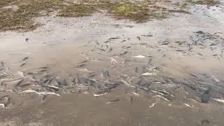 Fish stuck in the street after Hurricane Nate