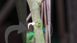 Grafting fruit trees best techniques, Gardening tips #grafting #satisfying #shorts #shortsfeed