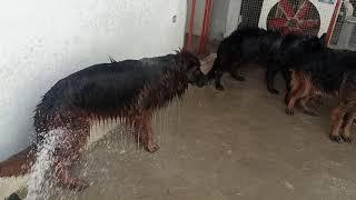 Dogs Shower Time #Z.HPets