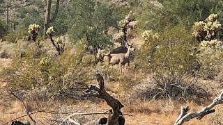 I saw Mule Deer on my hike at White Tank Regional Park today!