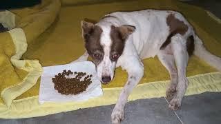 Aphrodite Needs Care and I Moved her in my Room! - Takis Shelter