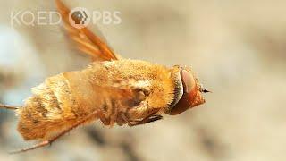 This Fly Torpedoes a Bindweed Bee’s Nest | Deep Look