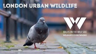 Wildlife Everywhere: Urban Wildlife in London