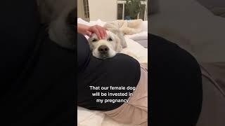 Things my Dog does since my Pregnancy!