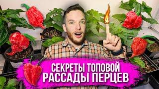 Вегетация острого перца Carolina Reaper, Chocolate Habanero, Sugar Rush прямо из семечек