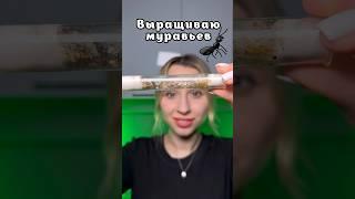 Я КУПИЛА МУРАВЬЕВ…