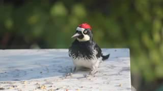 Acorn Woodpecker sounds