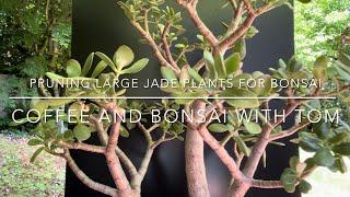 Transforming Large Jade Plants Into Thick Trunk Bonsai Trees (Crassula Ovata)