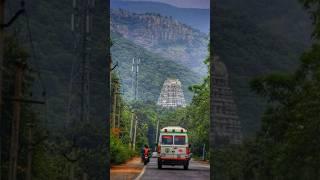 Tirumala Tirupati Laddu Full information Shorts #tirumalaladdu #tirumala #tirupathi #tirupatiprasad