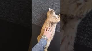 Люди, которые держат в доме домашнее животное как правило, лучше себя чувствуют и живут дольше. #кот