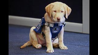 Aroostook County courthouse facility pup