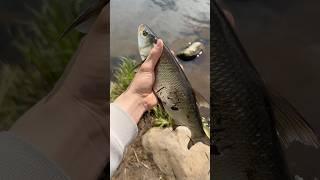 Поймал отпусти #fishing