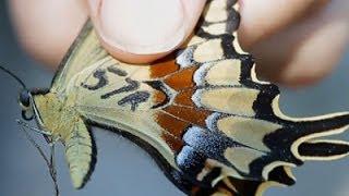 Endangered Butterflies Released in Florida