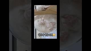 발바닥 밀집지역                                    #고양이 #고양이일상 #고양이웃긴영상 #귀여운고양이 #내이름은김설기
