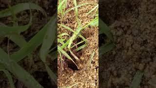 the house of ANt's