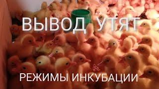 Вывод утят. Режимы инкубации утиного яйца.