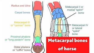 Metacarpal bones of horse /                  عملى تشريح الفرقة الأولى/ كلية الطب البيطرى