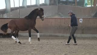 Training mit bossi