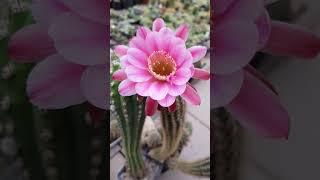 Haageocereus x Echinopsis hybrid #cactus #flowers #nature #gardening #plants #succulents #cactusjerk
