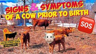  SIGN & SYMPTOMS to look for before a COW gives birth   WHY we CALVE out in WINTER?