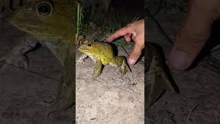 Catch froggy frog funny for laugh hahaha | funny frog duo | catch frogs for fun | Tep longheng funny