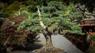 Maximizing Bonsai Design with Lebanese Cedar Tree