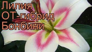 Лилия от-гибрид Бонбини (lilium ot hybrid bonbini)  обзор: как сажать, луковицы лилии Бонбини