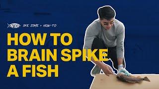 How to Brain Spike A Fish: Ike Jime How To