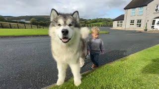 Adorable Baby Boy Walks His Giant Wolf Dog!! (Cutest Ever!!)