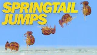 Springtail Jumps Off Water and in Super Slow Motion!