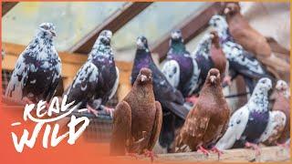 How Do Birds Find Their Way Home? | Paranormal Pigeons | Real Wild