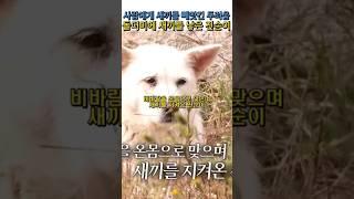 첫 출산때 새끼들을 사람들에게 빼앗긴 두려움에 두번째 출산을 돌더미에 낳은 진순이#양소영심리상담센터 #강남심리상담센터 #웩슬러지능검사 #풀배터리검사 #adhd #감동 #강아지영상