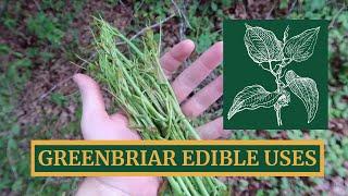 Greenbriar Edible Uses, Harvest, and Campfire Cooking [Eating the East's Most Hated Vine]