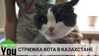 Стрижка кота