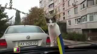 Котэ vs машина прикол ржач 2014 Cat vs machine joke