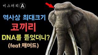 지상 최대크기 포유류, 곧은상아코끼리 / 그런데 학계가 뒤집어진 이유는? ㄷㄷ