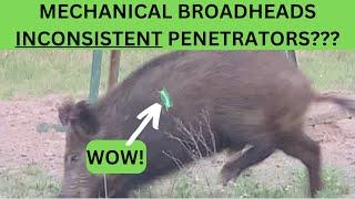 Why Mechanical Broadheads MIGHT be inconsistent penetrators