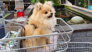 POMERANIAN PUPPY GOES TO GARDEN CENTER..(FUNNY)!